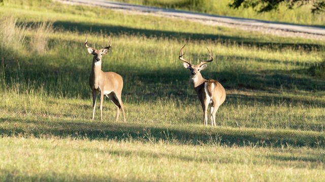 2496 Fm-182, Clifton, TX 76634