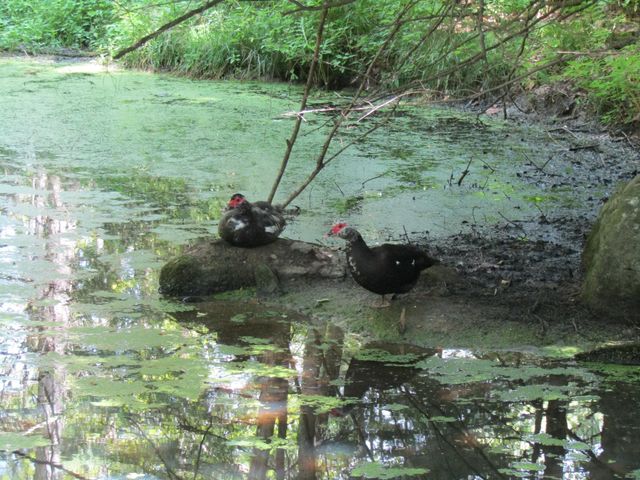 1285 Witchcat Road, Bakersfield, VT 05441