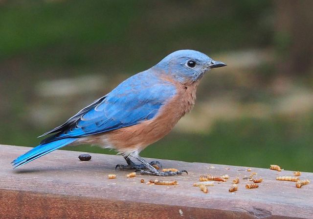 6466 Stillwater Boulevard N, Oakdale, MN 55128