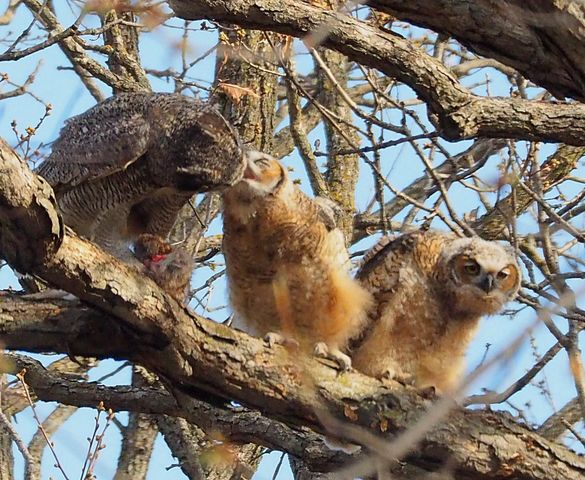 6466 Stillwater Boulevard N, Oakdale, MN 55128