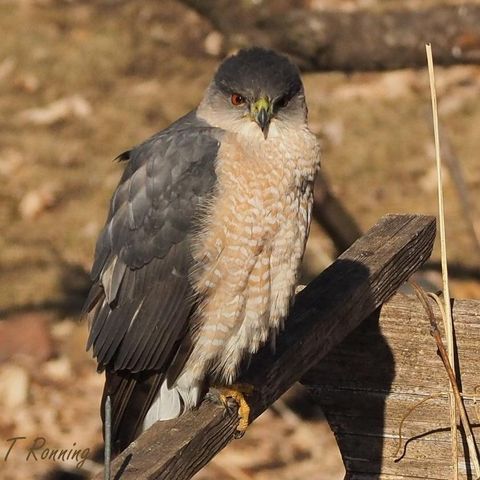 6466 Stillwater Boulevard N, Oakdale, MN 55128