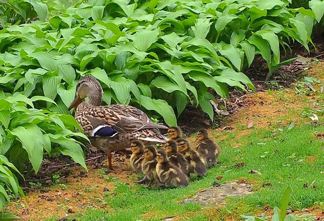 6466 Stillwater Boulevard N, Oakdale, MN 55128