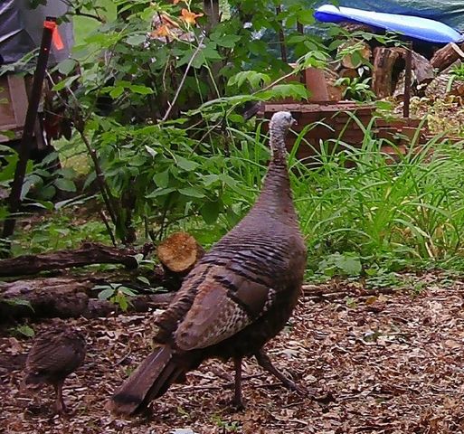 6466 Stillwater Boulevard N, Oakdale, MN 55128