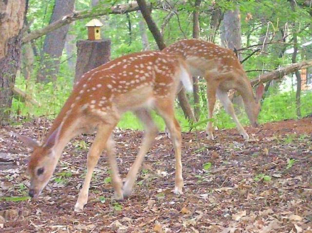 6466 Stillwater Boulevard N, Oakdale, MN 55128