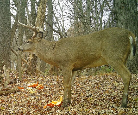 6466 Stillwater Boulevard N, Oakdale, MN 55128