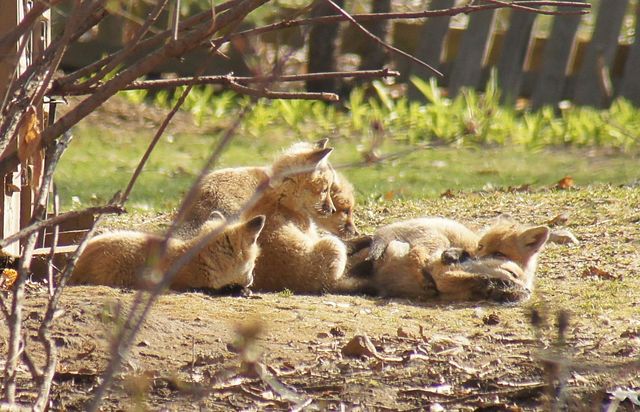 6466 Stillwater Boulevard N, Oakdale, MN 55128