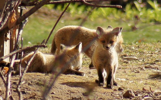 6466 Stillwater Boulevard N, Oakdale, MN 55128