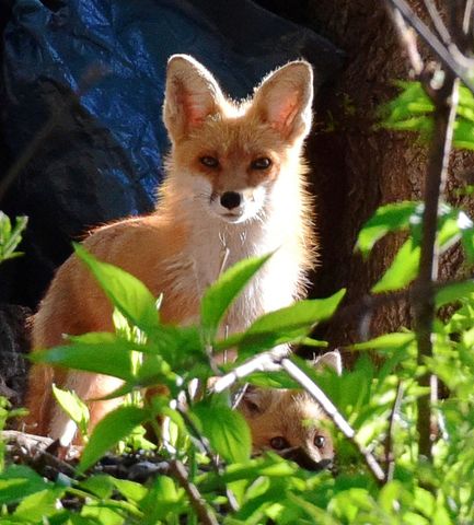 6466 Stillwater Boulevard N, Oakdale, MN 55128