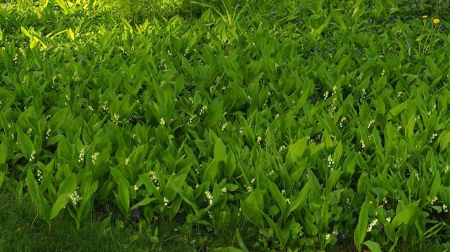 6466 Stillwater Boulevard N, Oakdale, MN 55128