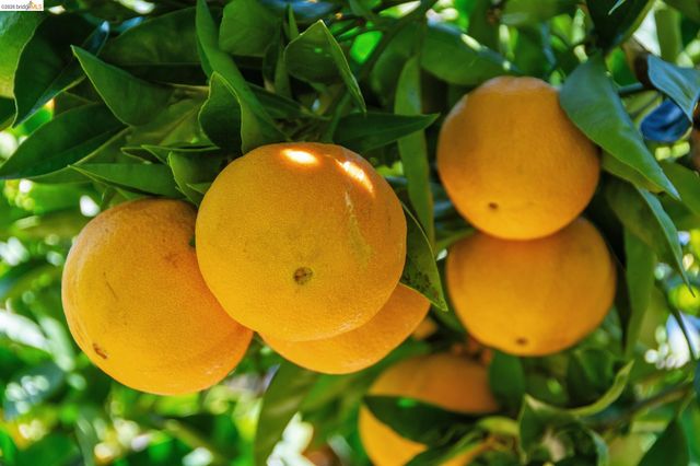 6004 Orchard Ave, Richmond, CA 94804