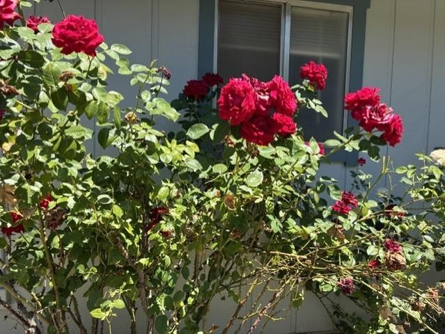 4021 Bright Ct, Placerville, CA 95667
