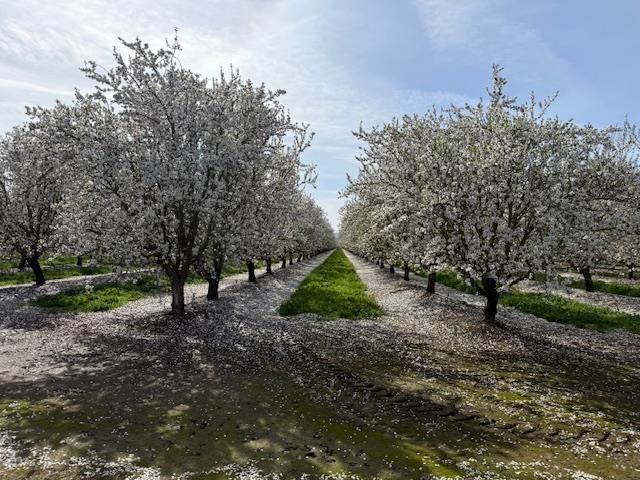 18413 Sycamore Ave, Patterson, CA 95363