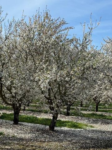 18413 Sycamore Ave, Patterson, CA 95363