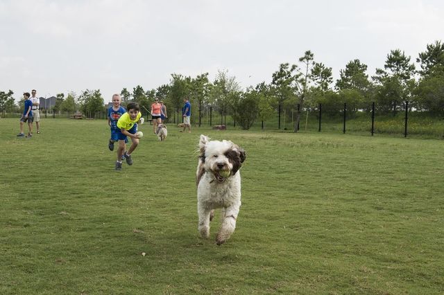 31423 Splitting Willow Way, Fulshear, TX 77441