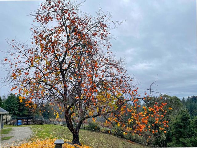 1584 Tindall Ranch Road, Corralitos, CA 95076