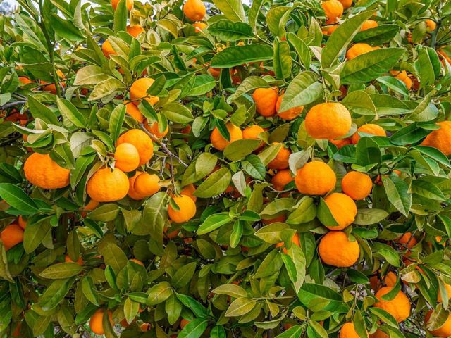 1584 Tindall Ranch Road, Corralitos, CA 95076