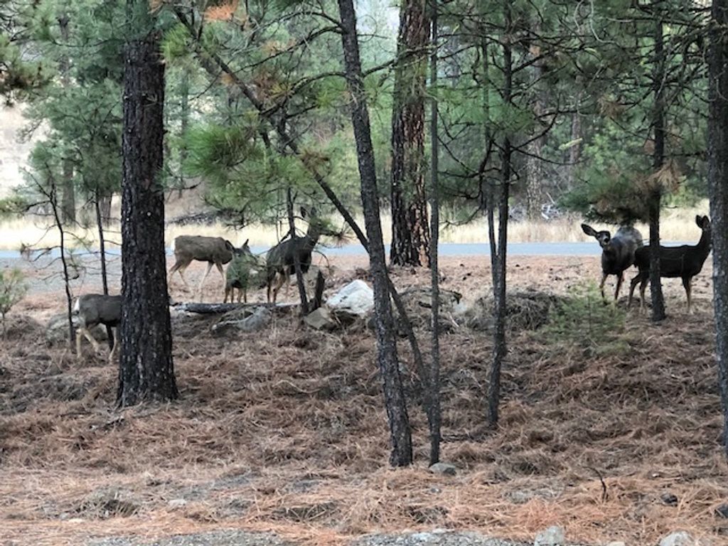 Lot 1 Blue Jay Bob White Ln, Davenport, WA 99122 photo 13