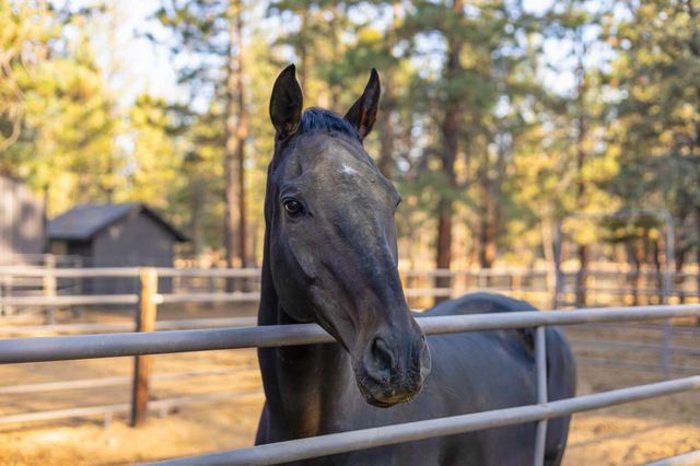 15624 National Forest Lane, Sisters, OR 97759