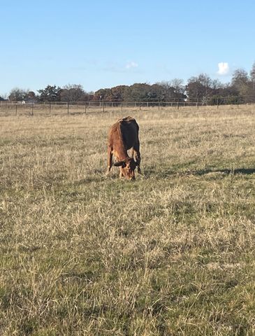 11321 Wild Rose Lane, Anna, TX 75409