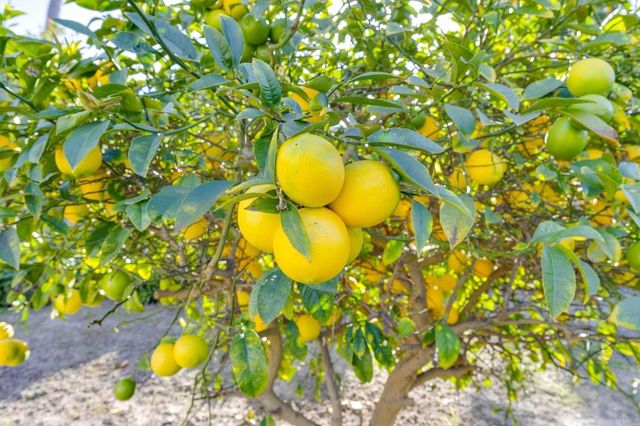 3795 Kelton Drive, Oceanside, CA 92056