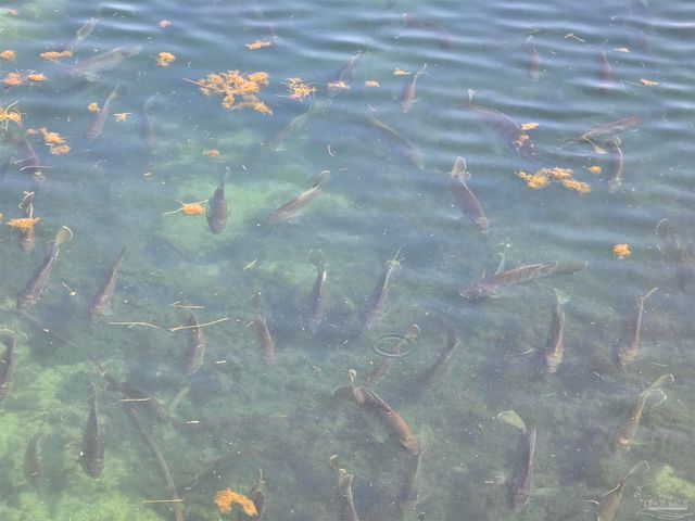 3233 Atlantic Wind Dr, Pensacola, FL 32506