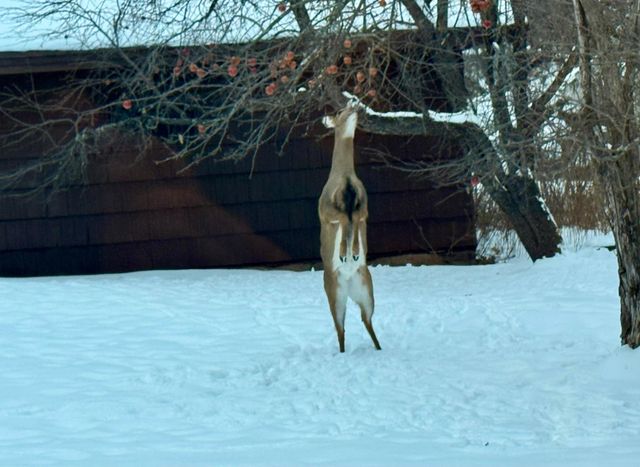 1820 Mary Street, Beaver Bay, MN 55601