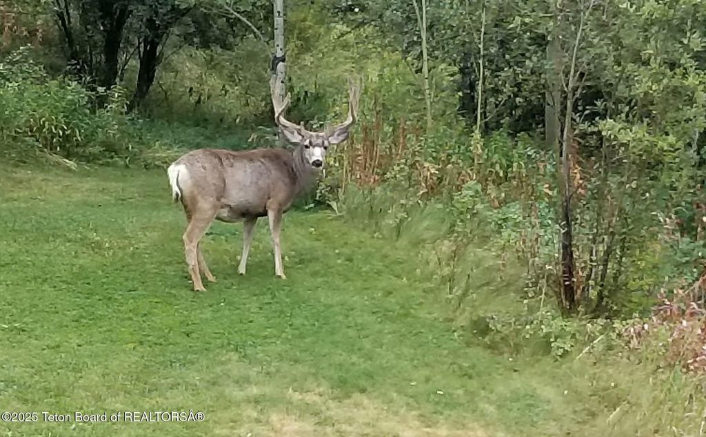 1035 E DEER CREEK Drive, Jackson, WY 83001 photo 56
