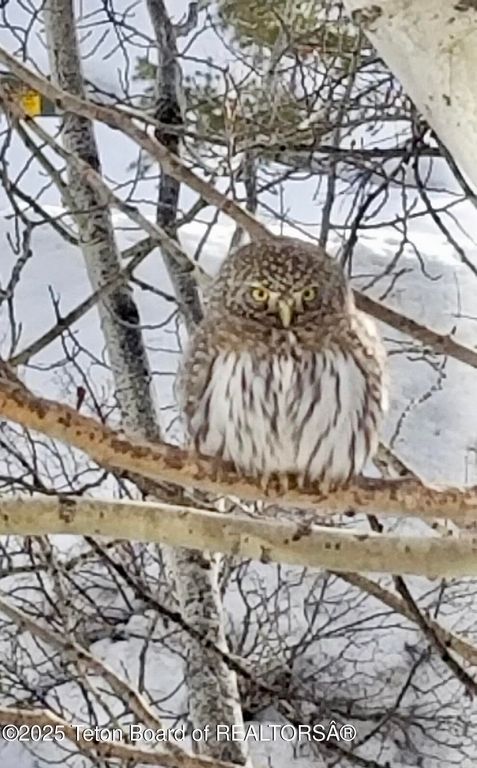 1035 E DEER CREEK Drive, Jackson, WY 83001 photo 9