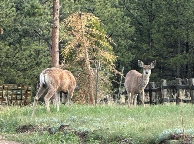 1845 Burland Drive, Bailey, CO 80421