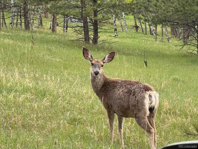 1845 Burland Drive, Bailey, CO 80421