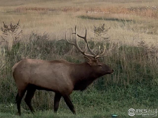 562 Bald Eagle Way, Loveland, CO 80537