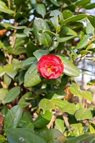 12343 Lake Rosemound Rd, St Francisville, LA 70775