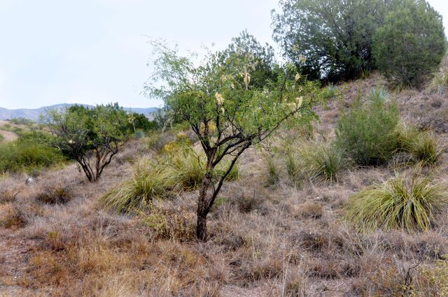 Tanglehead Lane Lot 19, Patagonia, AZ 85624