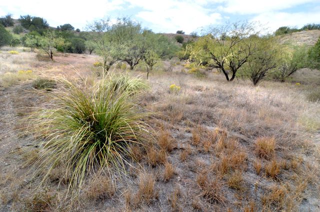Tanglehead Lane Lot 19, Patagonia, AZ 85624