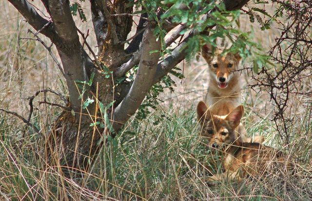 Tanglehead Lane Lot 19, Patagonia, AZ 85624