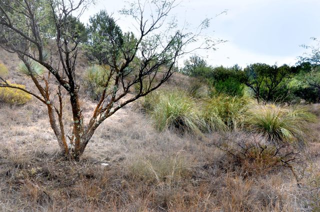 Tanglehead Lane Lot 19, Patagonia, AZ 85624