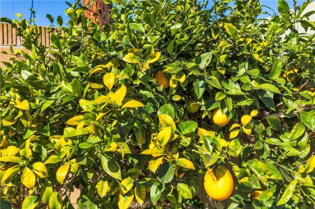 1915 W Saint Gertrude, Santa Ana Heights, CA 92704