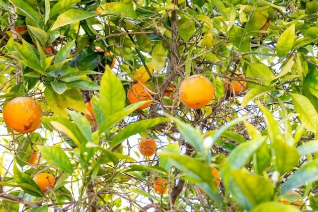 29604 Gracilior Drive, Escondido, CA 92026