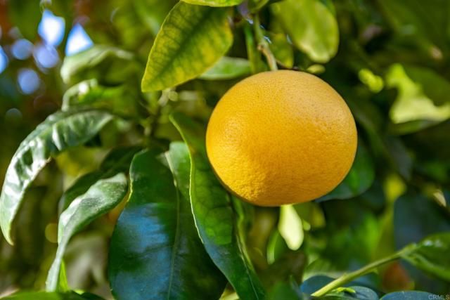 29604 Gracilior Drive, Escondido, CA 92026