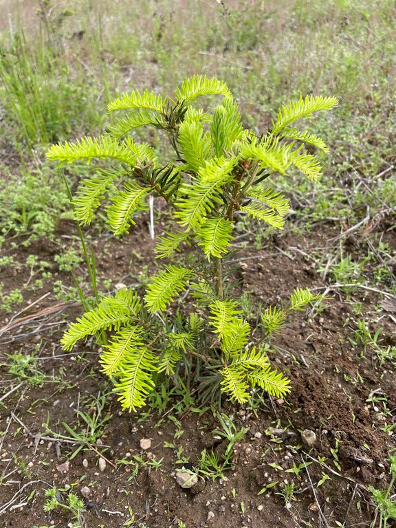 1521 Willms Rd, Elk, WA 99009 photo 39