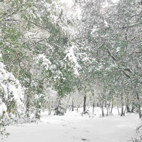 4470 Pine Ridge Avenue, Julian, CA 92036