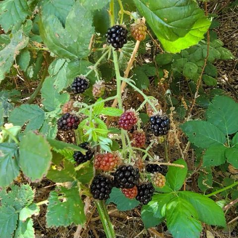 4470 Pine Ridge Avenue, Julian, CA 92036