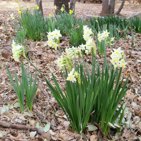 4470 Pine Ridge Avenue, Julian, CA 92036