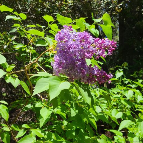 4470 Pine Ridge Avenue, Julian, CA 92036