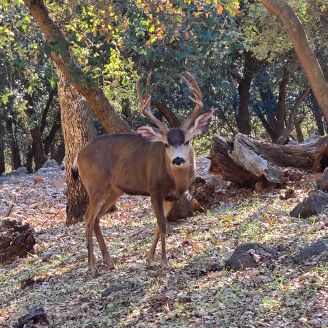 4470 Pine Ridge Avenue, Julian, CA 92036