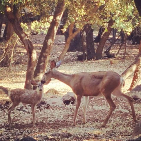 4470 Pine Ridge Avenue, Julian, CA 92036