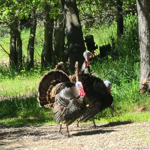 4470 Pine Ridge Avenue, Julian, CA 92036