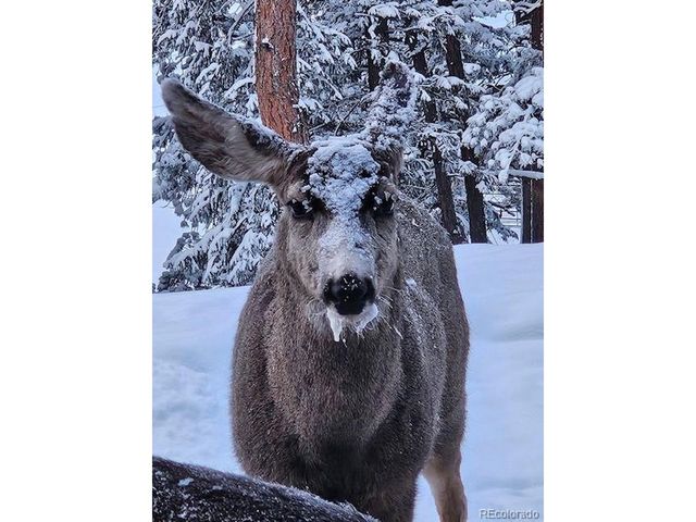 34 Normandy Rd, Evergreen, CO 80439