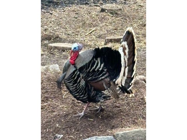 34 Normandy Rd, Evergreen, CO 80439