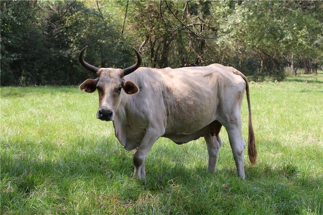 TBD Derby Lane, Madisonville, TX 77864